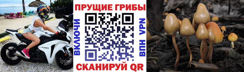 Купить Кириши Псилоцибиновые грибы мицелий
